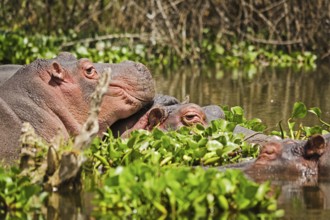 Hippo in a pond. Behemoth - a typical representative of the African fauna. Semi-aquatic animal