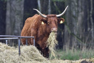 Salers cows in french mountains. Saler cow eating