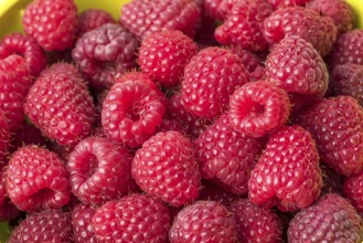 Autumn raspberry (Rubus idaeus 'Polka'), An den Dorfwiesen, Germany
