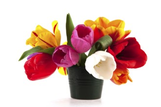 Colorful Dutch tulips in many different colors isolated over white