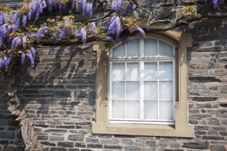 Blue wisteria on a house with window