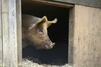 Acorn pig
