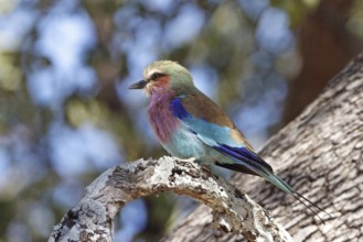 Lilac-breasted roller (Coracias caudatus), Africa, Zambia, Zambia