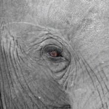 Elephantidae, detail, Kruger National Park, South Africa