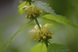 Lamium galeobdolon (Lamium galeobdolon)