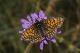Quail Wheat Fritillary, Common Fritillary (Melitaea athalia)