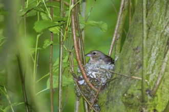 Chaffinch - breeding female (Fringilla coelebs)