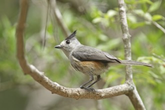 Black crested tit (Baeolophus atricristatus)
