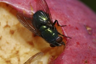Emperor gold fly (Lucilia sericata)