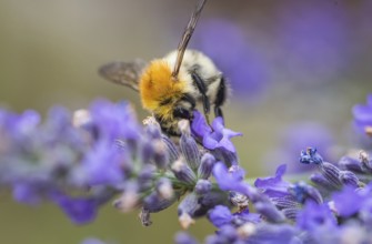Field bumblebee on lavender (Bombus pascuorum)