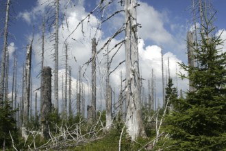 Forest dieback on the Lusen