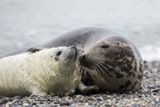 Grey seal (Halichoerus grypus)