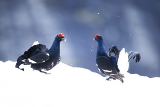 Black grouse (Lyrurus tetrix)