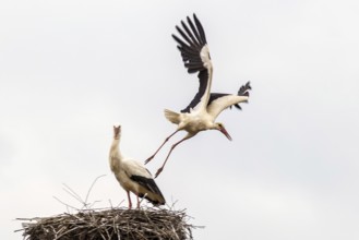 White storks (Ciconia ciconia)