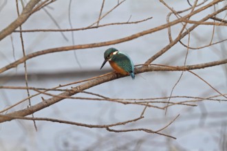 Kingfisher (Alcedo atthis)