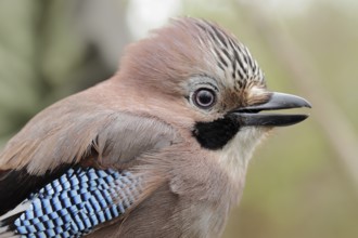 Eurasian jay (Garrulus glandarius)