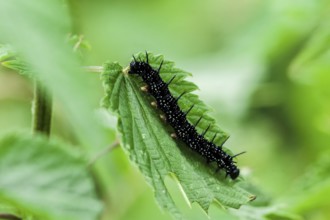 Caterpillar peacock butterfly (Aglais io)