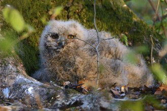 Eurasian Eagle-owl - nestlings (Bubo bubo)