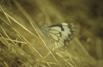 Kenya white butterfly (Pieridae)