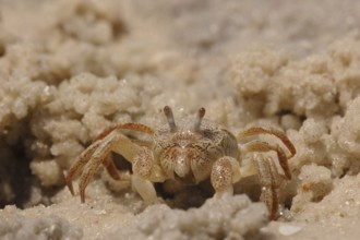 Sand crab (Dotilla fenestrata)