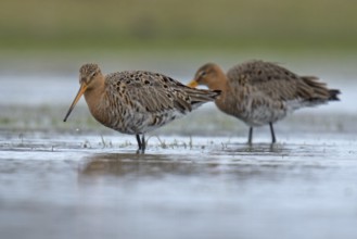 Black-tailed godwit (Limosa limosa)