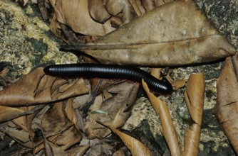 African millipede (Diplopoda)