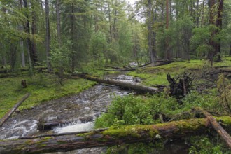 Beautiful transparent creek in the Siberian taiga. Buryatia, Russia