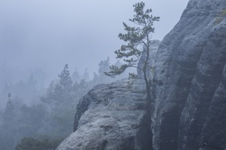 Foggy atmosphere on the Gamrig near Rathen in Saxon Switzerland, Rathen, Saxony, Germany