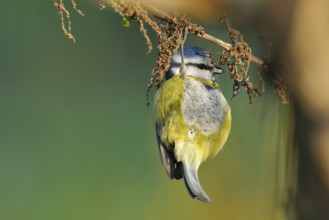 Blue Tit looking for food.Blue Tit looking for food