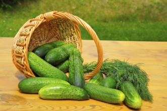 Gherkins. Fresh green cucumber