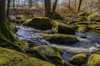 A babbling brook surrounded by mossy stones and trees in nature, Höllbachtal, Upper Palatinate