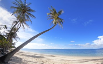 Palm trees on the Bang Por beach sand on tropical resort Koh Samui, Thailand