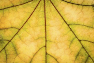 Yellow maple autumn leaf texture