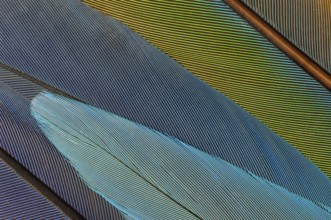 Detail of parrot feathers with bright colors