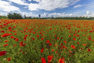 Poppy field with skyline, Frankfurt, Hesse, Germany