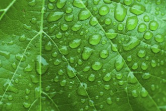 Green leaf and dew. Close up dew background