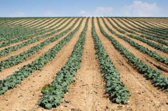 Cabbage plantation. Cabbage arranged in rows, clean soil