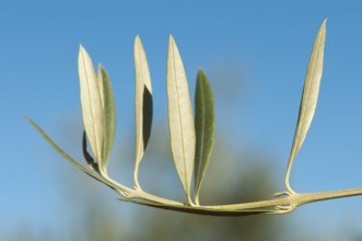 Olive branch without olives. Blue sky background