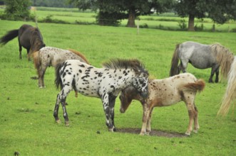 Flock of American mini horses