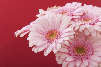 Bouquet pink gerber isolated over red background