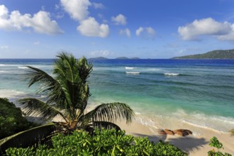 Palm tree on Anse Gaulettes beach, La Digue Island, the Seychelles, Indian Ocean
