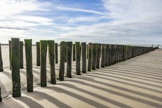 Row of wooden piles, groyne, with algae growth casts shadows on a sunny beach, Groede, Zeeland,