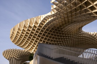 Seville mushrooms in the center of the Andalusian capital in Spain