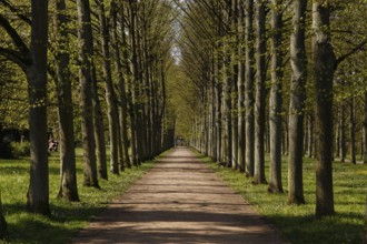 A photograph of an alley of linden trees in the French Garden, Franzoesischer Garten, in Celle,