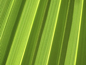Macro of tropical palm leaf