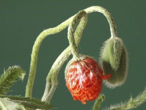 Red poppy