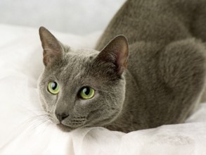 RUSSIAN, BLUE, RUSSIAN, LYING, ATTENTIVE