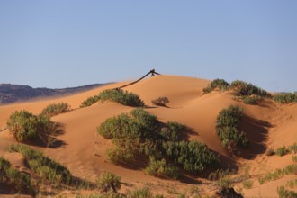 Reserve Coral Pink sand dunes in the U.S.. Soft pink sand dunes and shrubs hardy