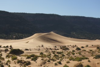 Reserve Coral Pink sand dunes in the U.S.. Low bushes prominently stand out against a pink-orange