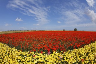 Bright multi-coloured field flowers buttercups